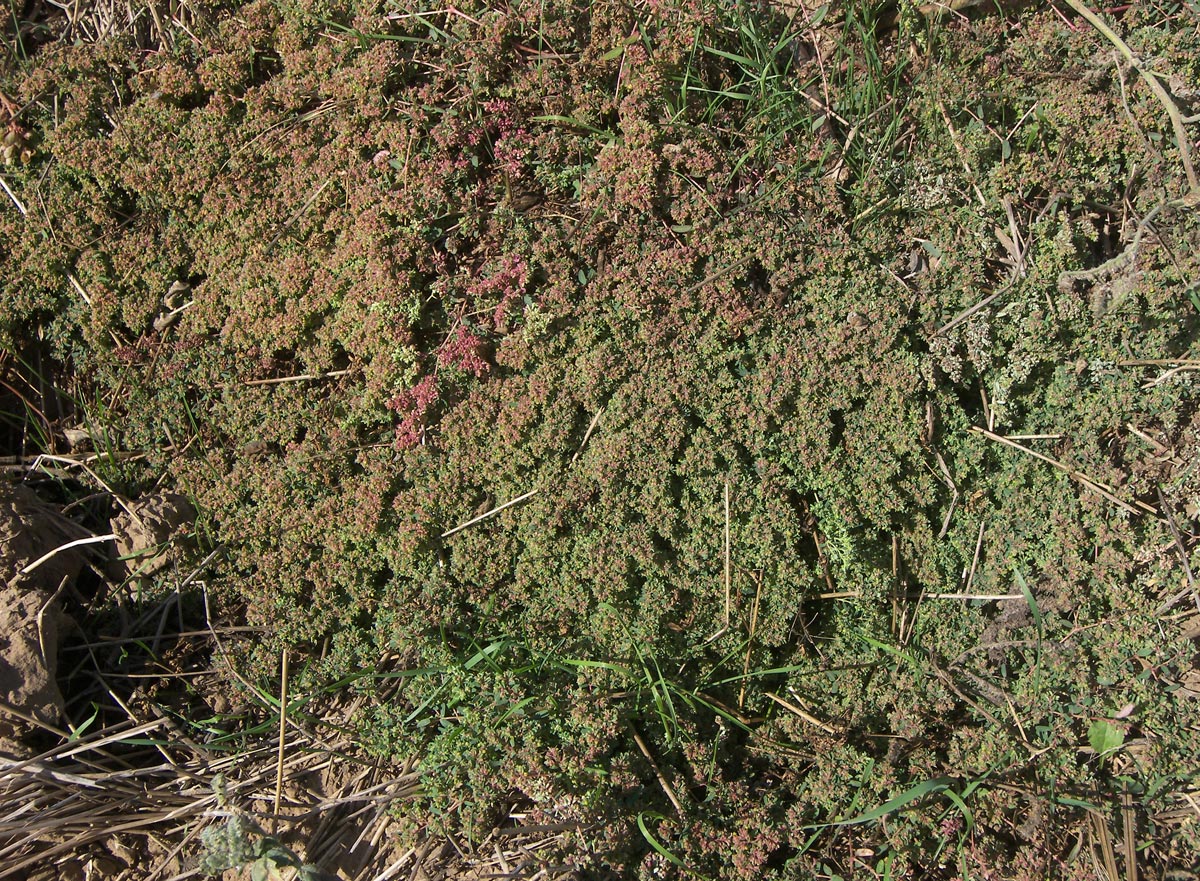 Image of Euphorbia glyptosperma specimen.