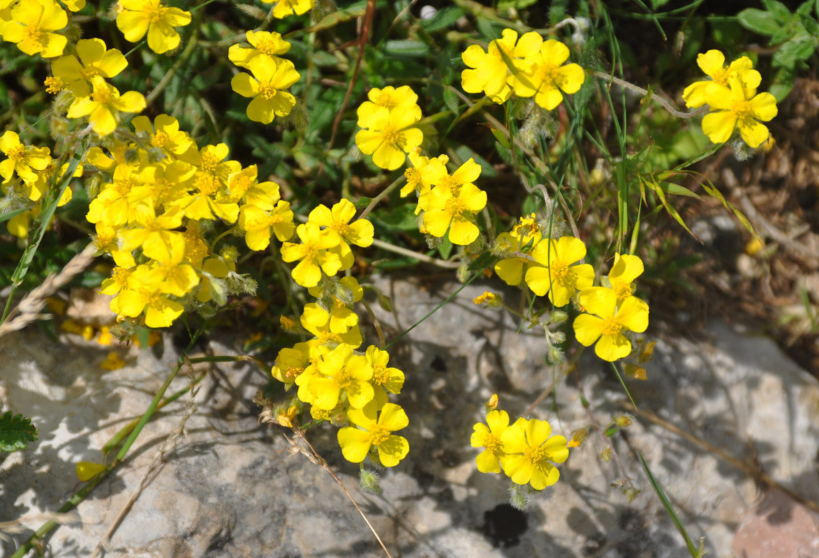 Image of Helianthemum orientale specimen.