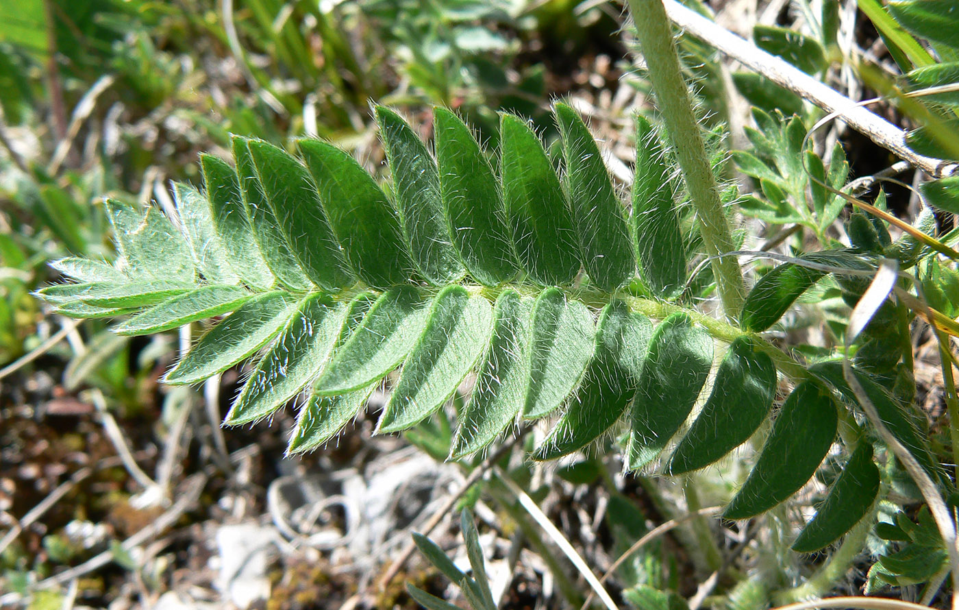 Image of Oxytropis lazica specimen.