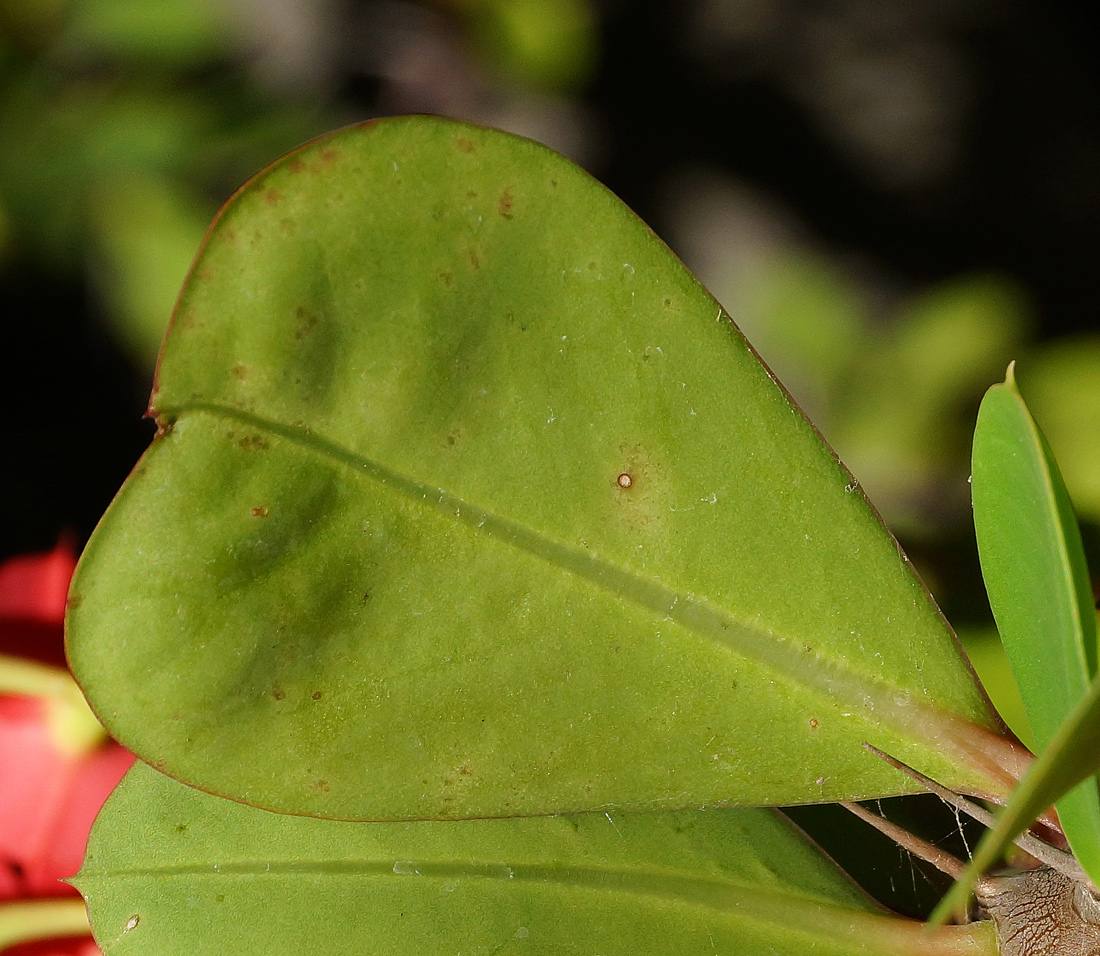 Image of Euphorbia splendens specimen.