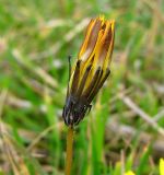 Taraxacum bessarabicum