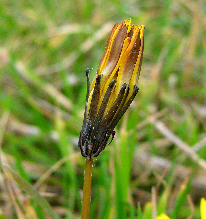 Image of Taraxacum bessarabicum specimen.