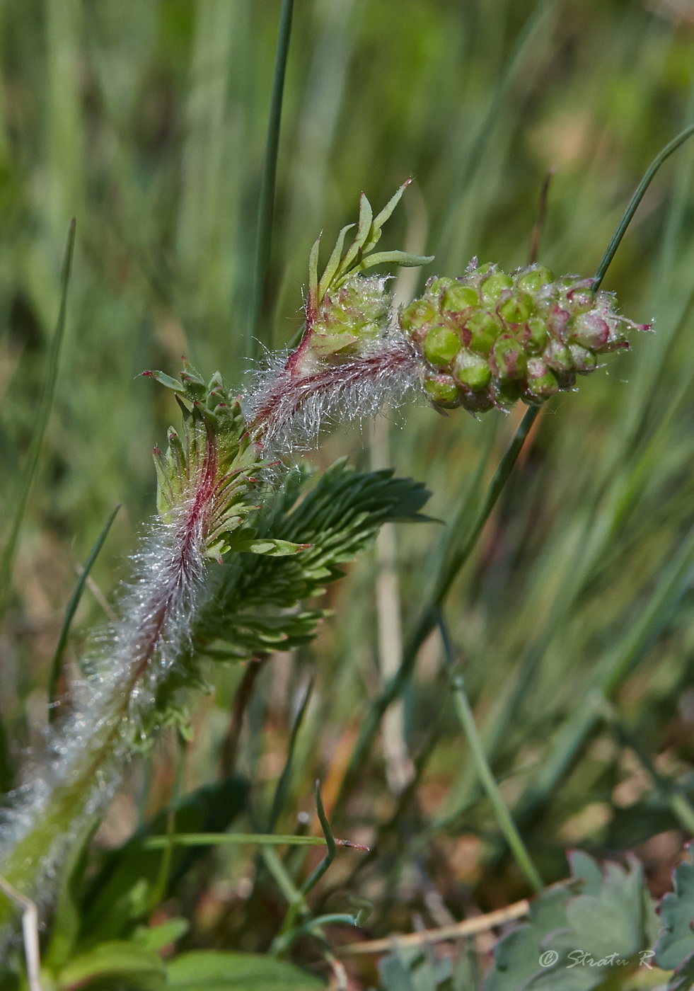 Изображение особи Poterium sanguisorba.