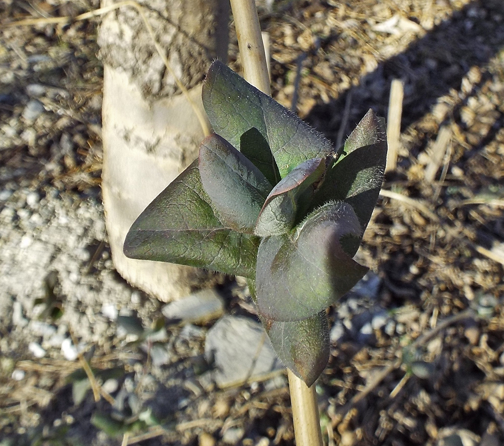 Image of Lonicera etrusca specimen.