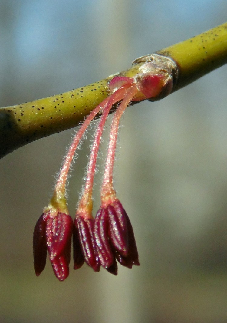 Image of Acer negundo specimen.