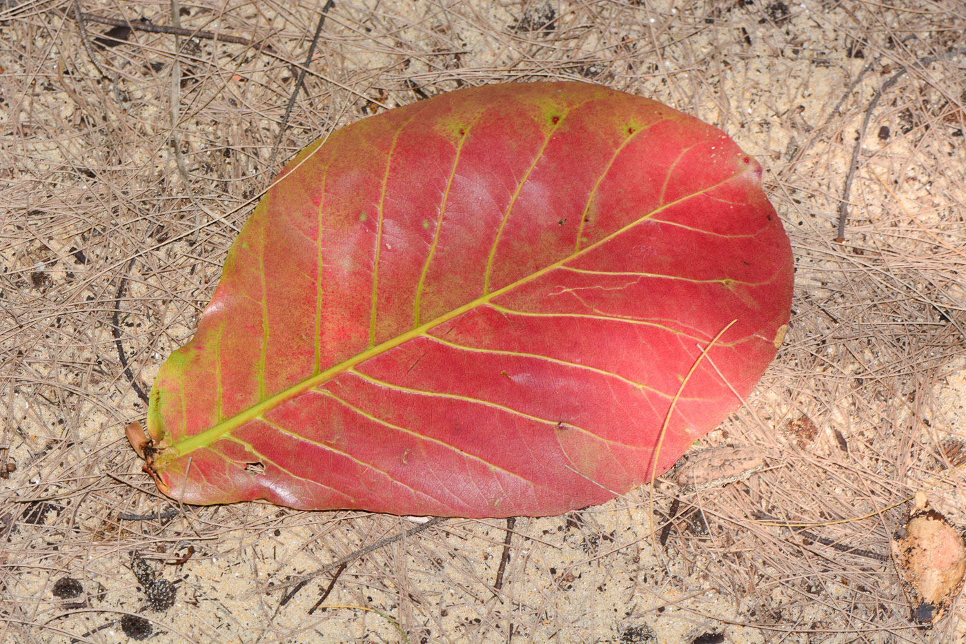 Изображение особи Terminalia catappa.