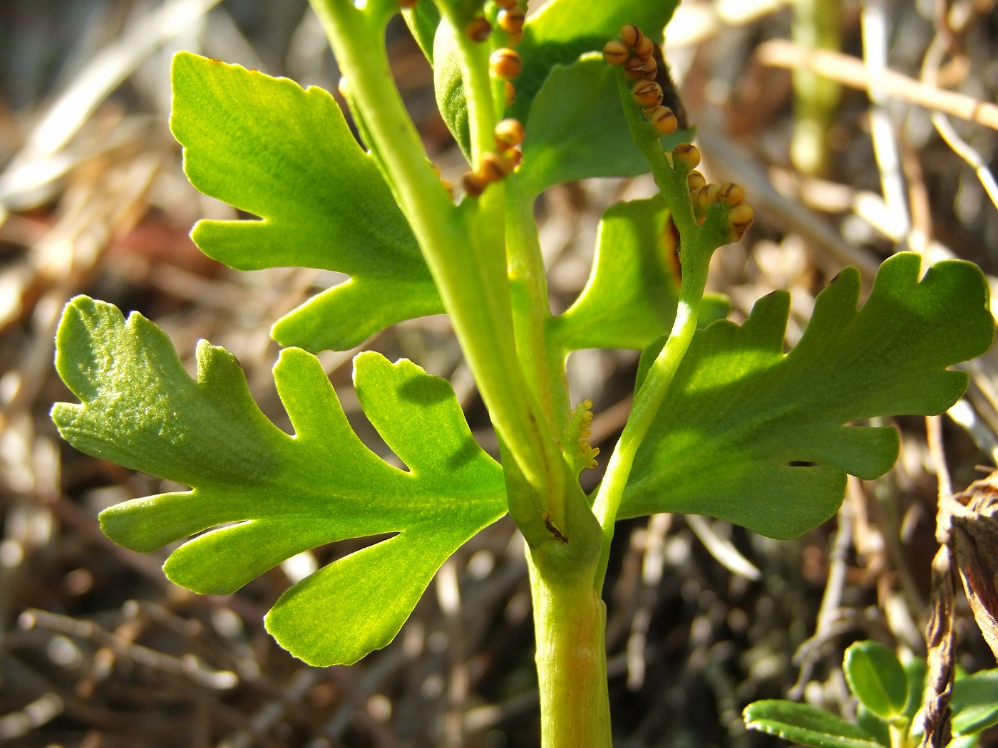 Изображение особи Botrychium alaskense.