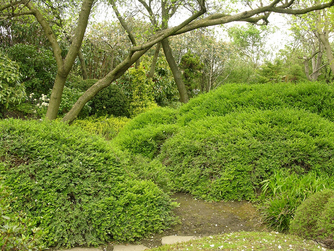 Image of Lonicera ligustrina var. yunnanensis specimen.