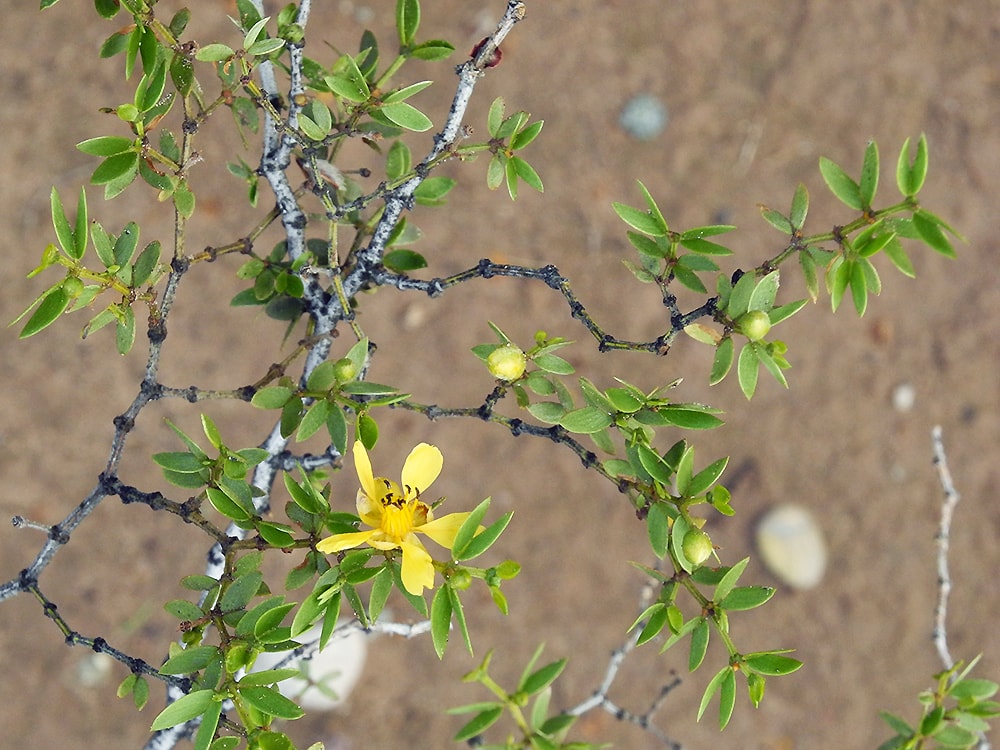 Image of Larrea tridentata specimen.