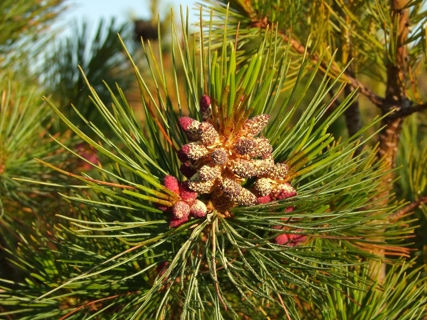 Изображение особи Pinus pumila.