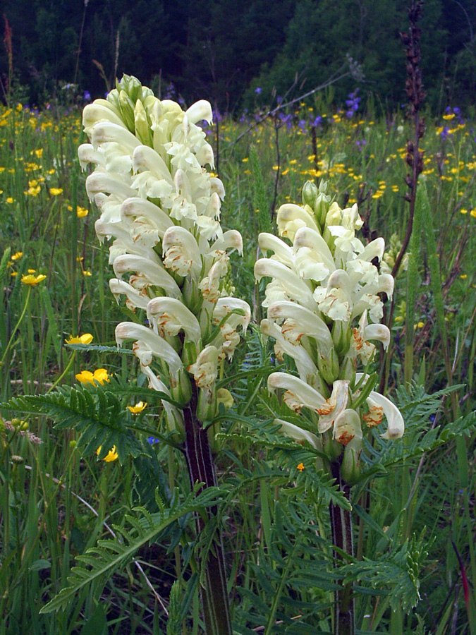 Изображение особи Pedicularis uralensis.