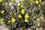 genus Potentilla. Цветущее растение на ракушечном пляже. Крым, Арабатская стрелка, урочище Рожково. 30.05.2017.