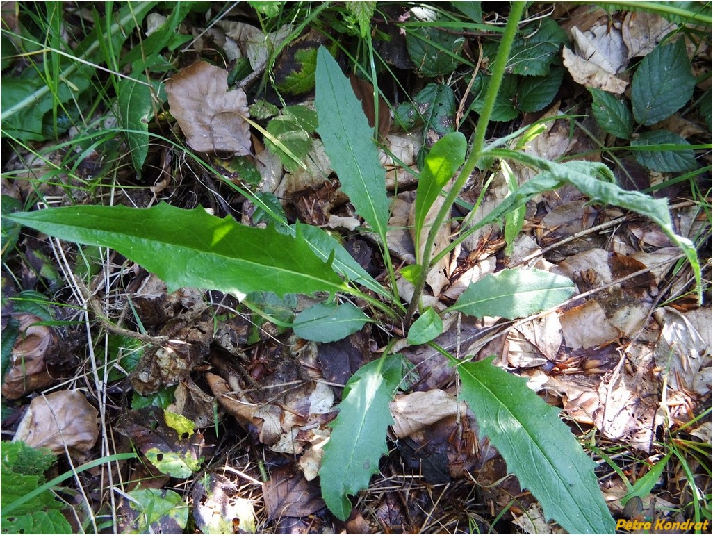 Image of genus Hieracium specimen.