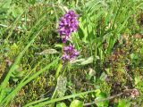 Dactylorhiza aristata