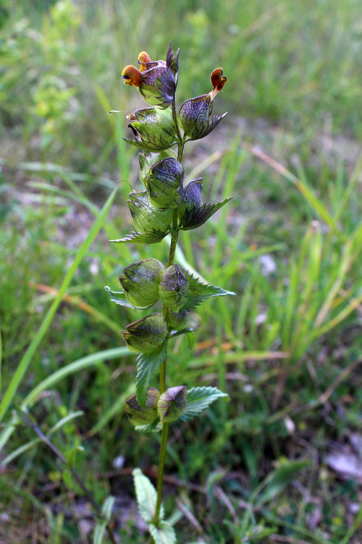 Image of Rhinanthus minor specimen.