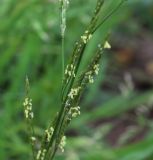 Glyceria notata