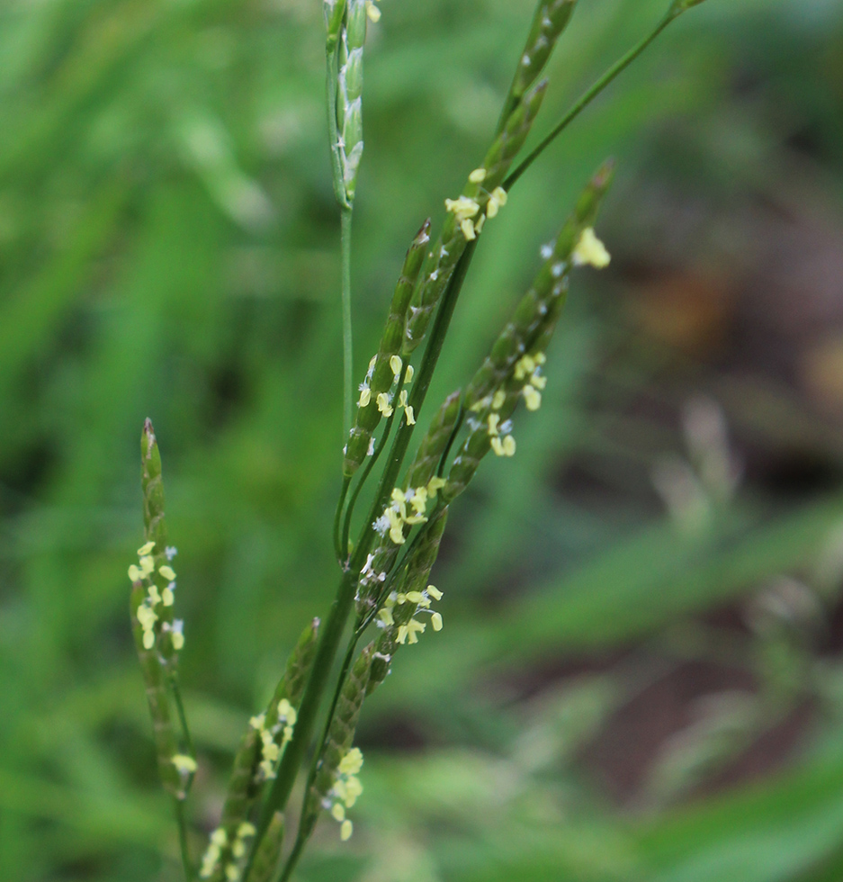 Image of Glyceria notata specimen.