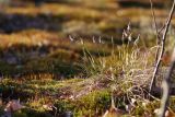 Eriophorum vaginatum. Отцветшее растение. Ленинградская обл., Всеволожский р-н, окр. пос. Куйвози, зарастающее осушенное болото. 01.05.2016.