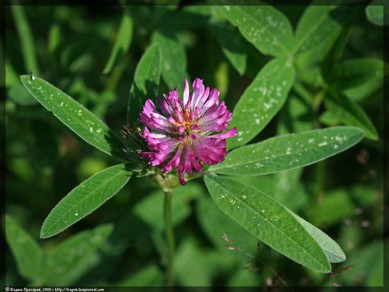 Изображение особи Trifolium medium.