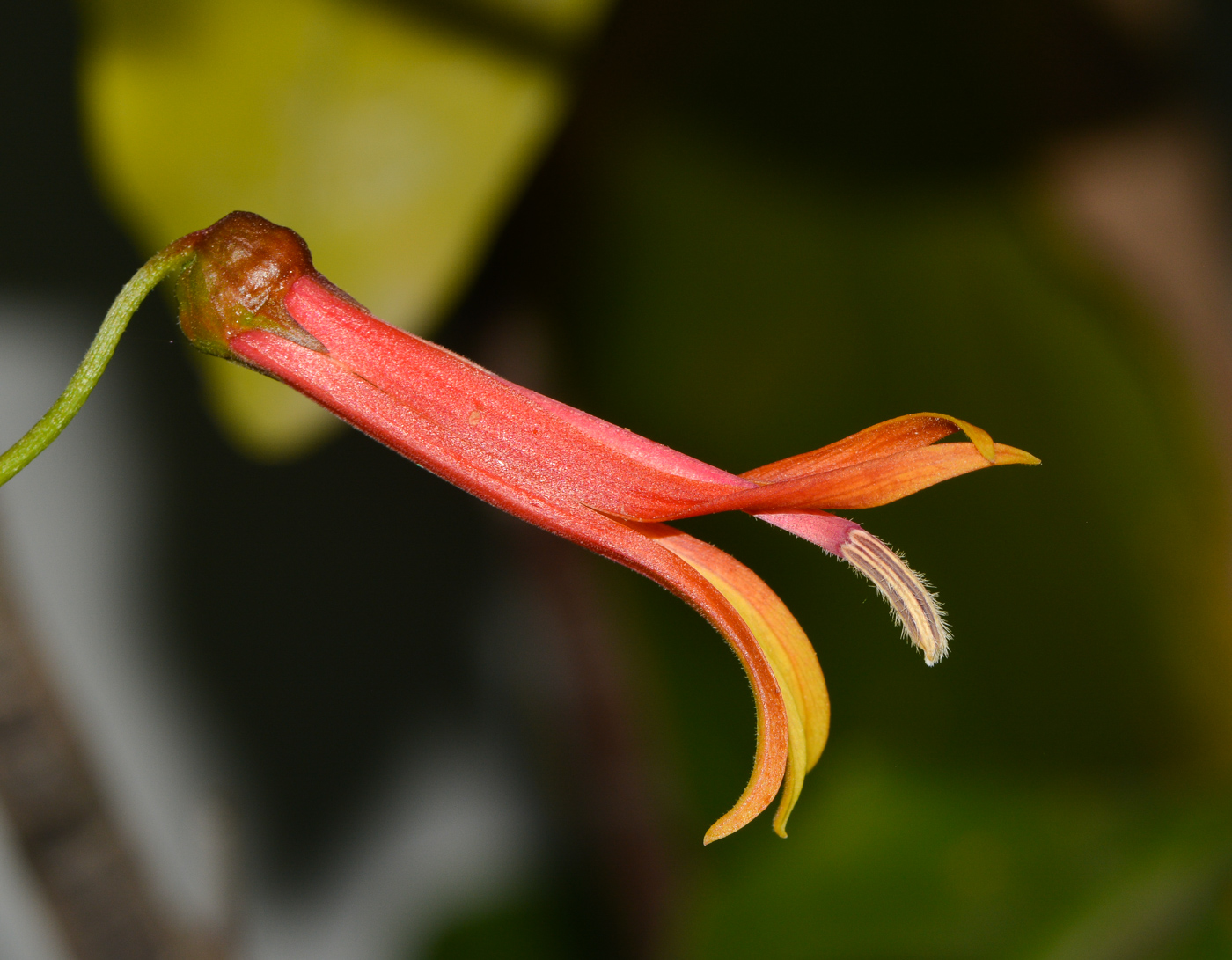 Изображение особи Lobelia laxiflora.