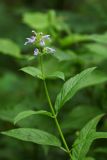 Nepeta manchuriensis