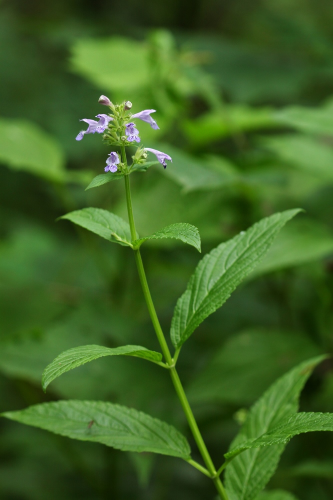 Изображение особи Nepeta manchuriensis.