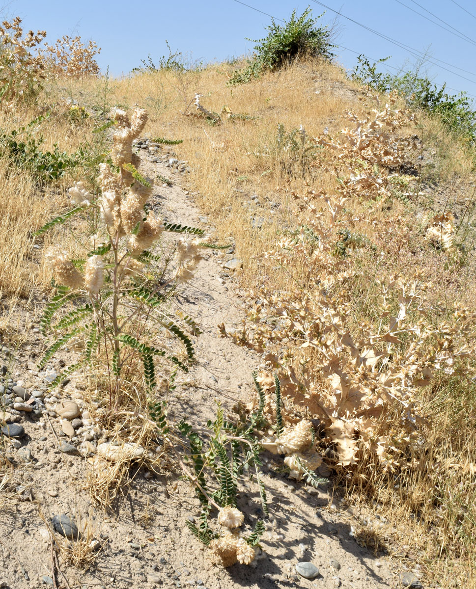 Image of Astragalus alopecias specimen.