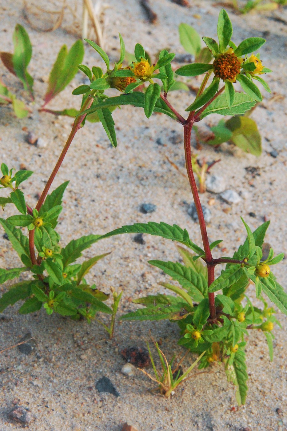 Image of Bidens tripartita specimen.