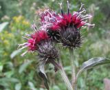 Arctium palladinii