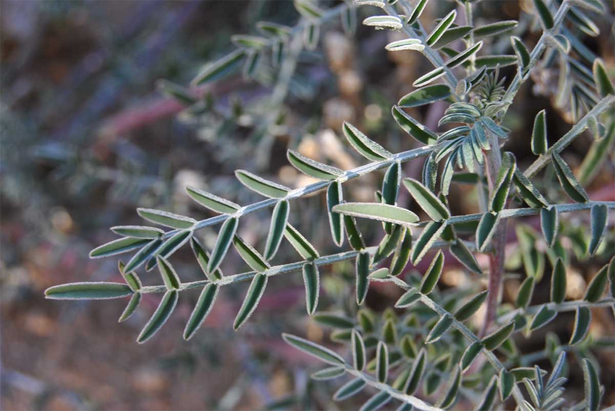 Image of Sutherlandia frutescens specimen.