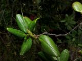 Rhododendron sajanense. Угнетённая ветвь с молодым побегом и сформированным плодом (коробочкой). Красноярский край, Шушенский р-н, национальный парк \"Шушенский Бор\", Западный Саян, хр. Борус, ур. Водопад, тайга зеленомошная на курумнике у верхней границы леса. 30.07.2015.