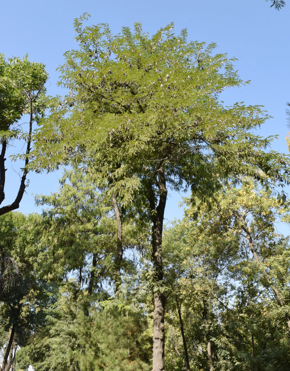 Изображение особи род Gleditsia.