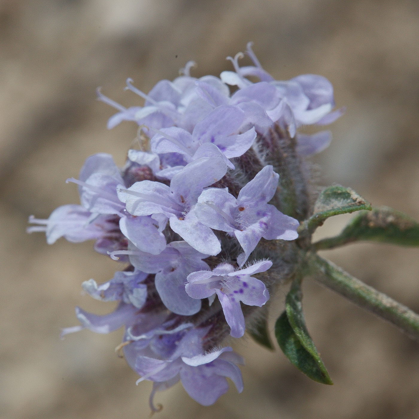 Image of Ziziphora pamiroalaica specimen.