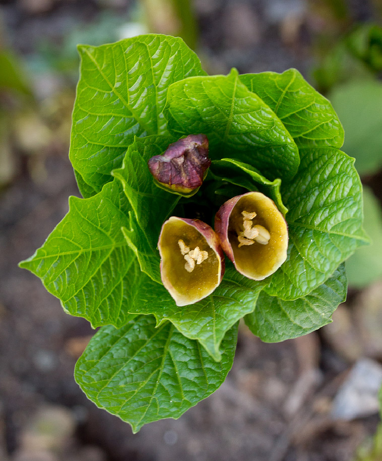 Image of Scopolia caucasica specimen.