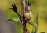 Image of taxon representative. Author is Лариса Крайник
