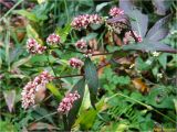 Persicaria maculosa