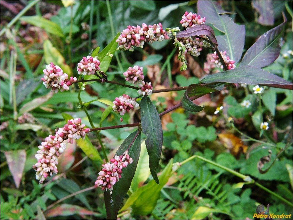 Image of Persicaria maculosa specimen.