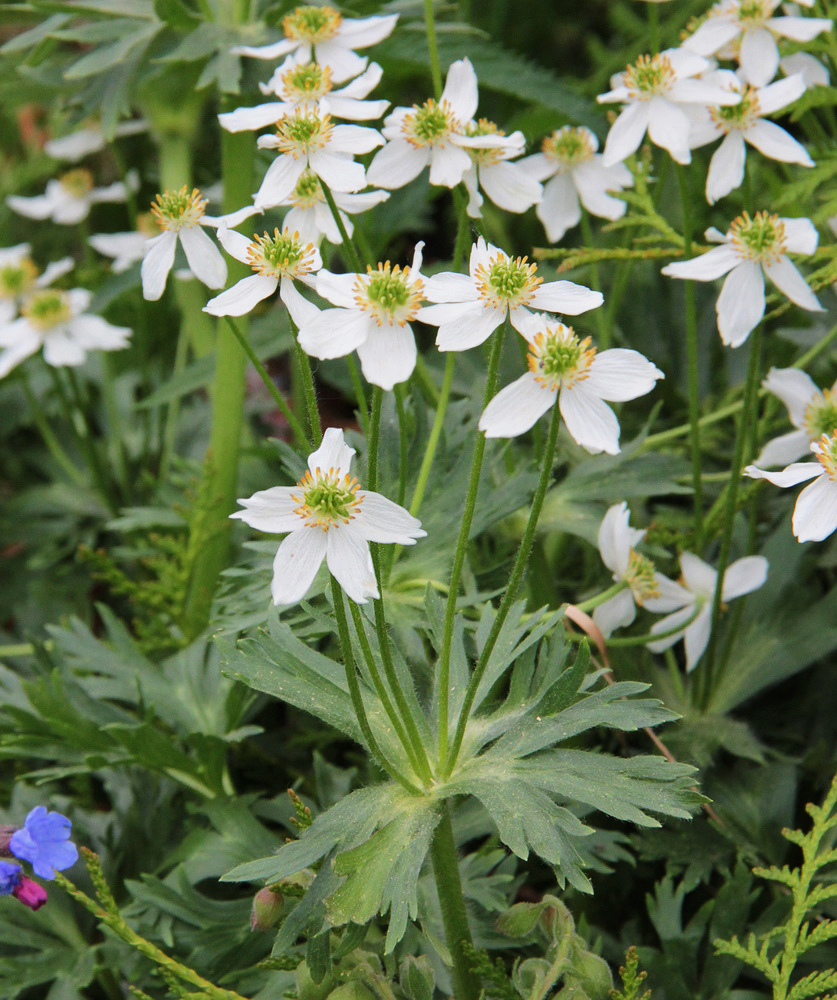 Изображение особи Anemonastrum biarmiense.