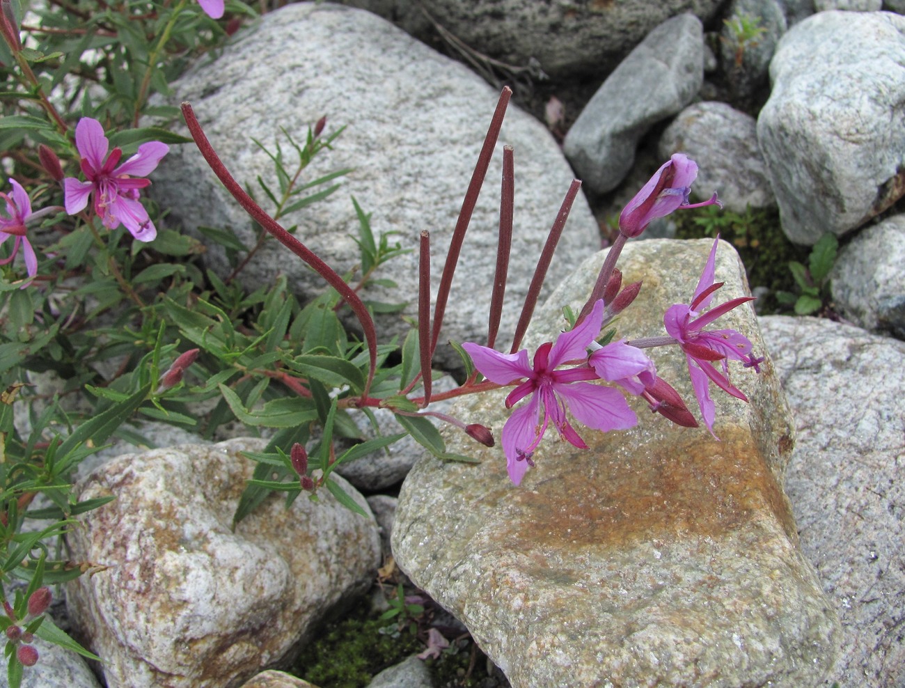 Image of Chamaenerion colchicum specimen.