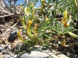 genus Astragalus