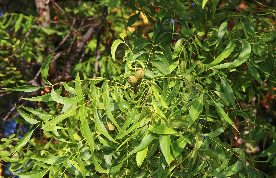 Image of Carya illinoinensis specimen.