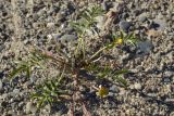 Potentilla anserina подвид groenlandica. Цветущее растение. Сахалинская обл., Охинский р-н, залив Вторая бухта (озеро Хангуза), песчаный береговой вал. 17.07.2017.