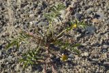 Potentilla anserina ssp. groenlandica