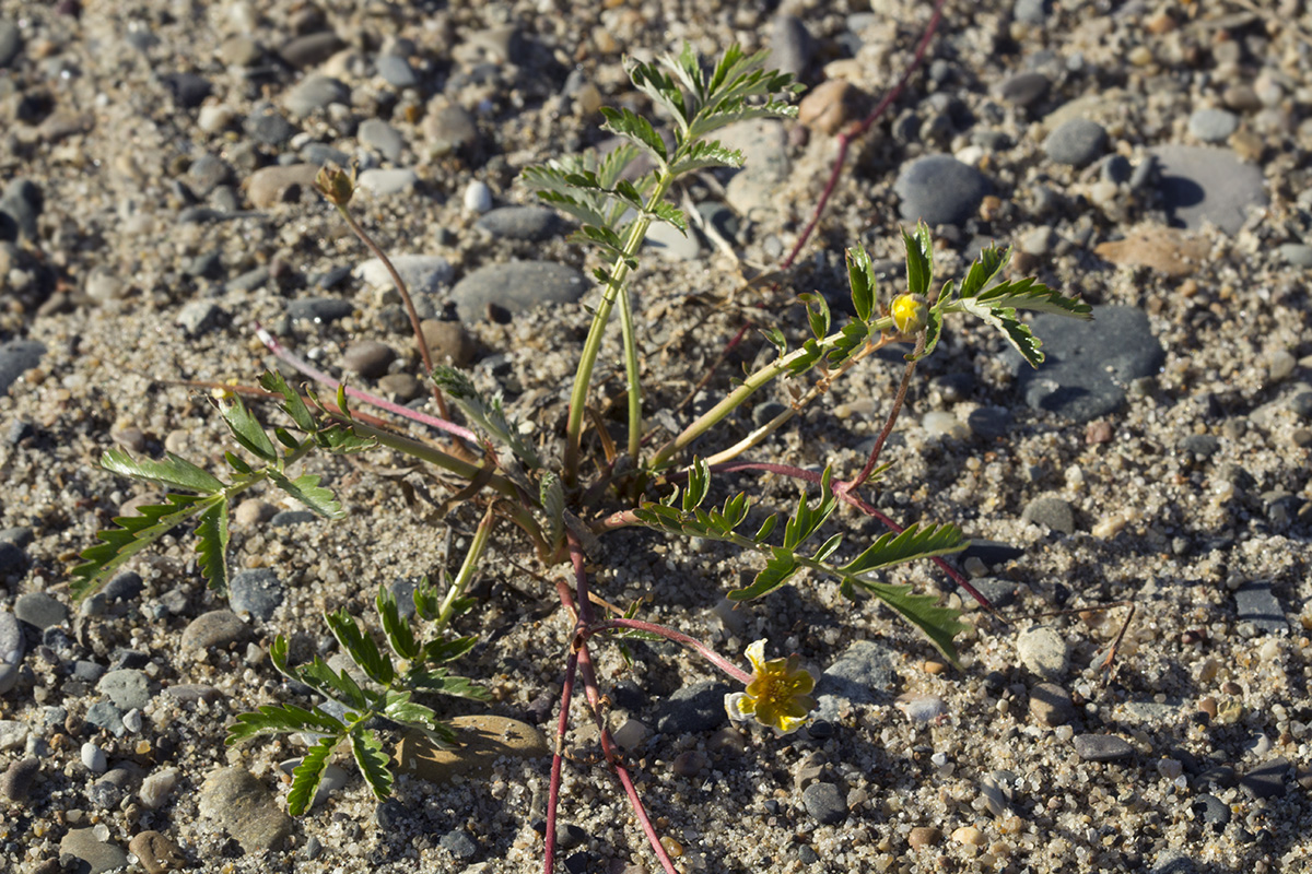 Изображение особи Potentilla anserina ssp. groenlandica.