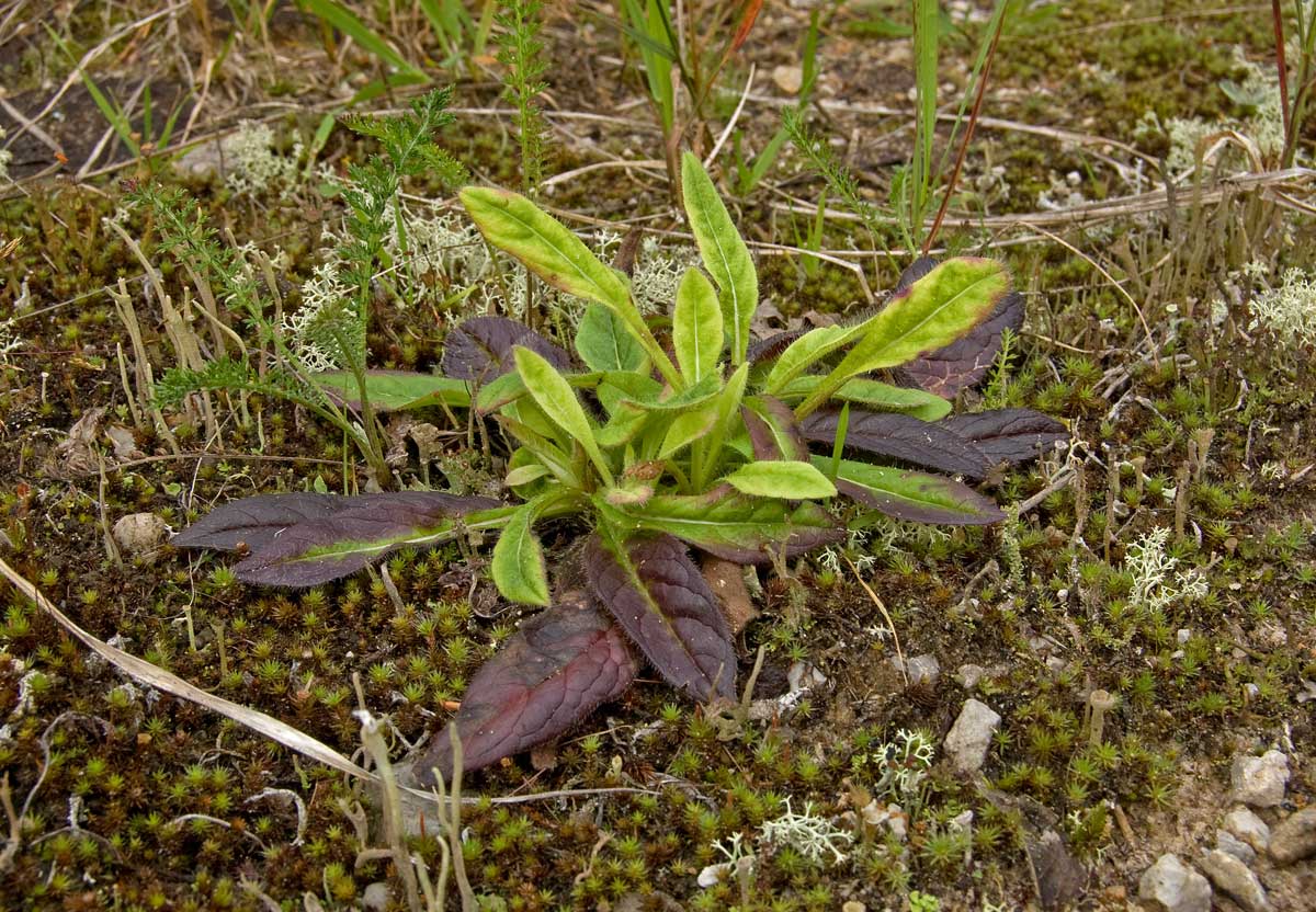 Image of Knautia arvensis specimen.