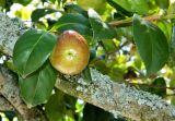 Camellia japonica. Часть покрытой лишайниками ветви с плодом. Испания, Галисия, г. Сантьяго-де-Компостела, уличное озеленение. Июль.