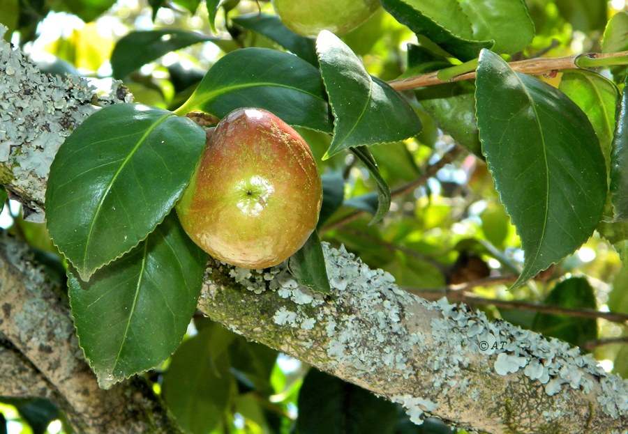 Image of Camellia japonica specimen.