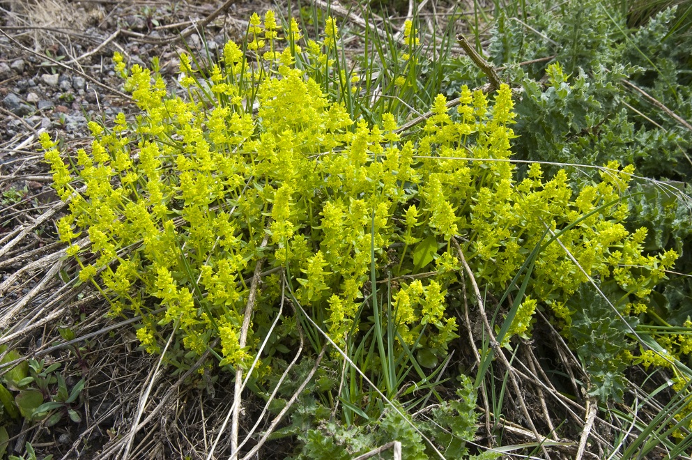 Image of genus Cruciata specimen.