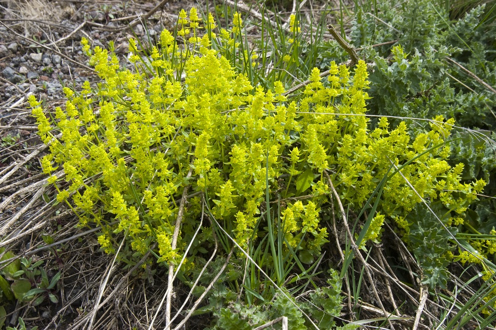 Изображение особи род Cruciata.