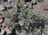 Chenopodium frutescens